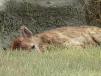 Ngorongoro Nationalpark - Tüpfelhyäne