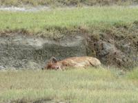 Ngorongoro Nationalpark - Tüpfelhyäne