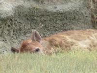 Ngorongoro Nationalpark - Tüpfelhyäne