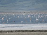 Ngorongoro Nationalpark - Flamingos