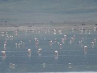 Ngorongoro Nationalpark - Flamingos