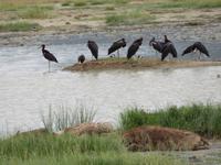 Ngorongoro Nationalpark - Tüpfelhyänen und Abdimstörche