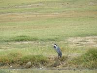 Ngorongoro Nationalpark - Silberreiher