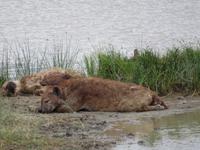 Ngorongoro Nationalpark - Tüpfelhyänen
