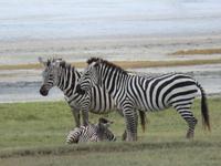 Ngorongoro Nationalpark - Zebras