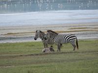 Ngorongoro Nationalpark - Zebras