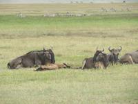 Ngorongoro Nationalpark - Gnus