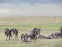 Ngorongoro Nationalpark - Gnus