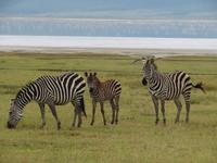 Ngorongoro Nationalpark - Zebras