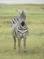 Ngorongoro Nationalpark - Zebra