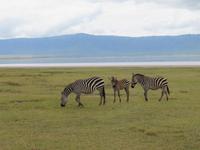 Ngorongoro Nationalpark - Zebras