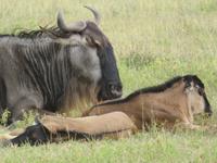 Ngorongoro Nationalpark - Gnus
