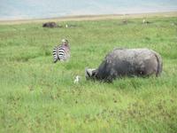 Ngorongoro Nationalpark - Büffel und Zebras