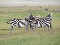 Ngorongoro Nationalpark - Zebras