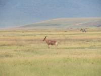 Ngorongoro Nationalpark - Elanantilope