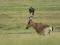 Ngorongoro Nationalpark - Elanantilope