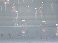 Ngorongoro Nationalpark - Flamingos