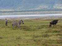 Ngorongoro Nationalpark - Zebras und Gnu