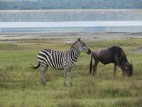 Ngorongoro Nationalpark - Zebra und Gnu