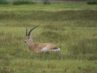 Ngorongoro Nationalpark - Grantgazelle