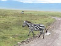 Ngorongoro Nationalpark - Zebra