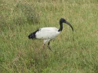Ngorongoro Nationalpark - Heiliger Ibis