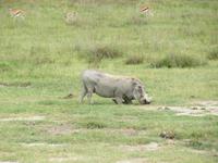 Ngorongoro Nationalpark - Warzenschwein
