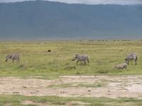 Ngorongoro Nationalpark - Zebras und Warzenschweine