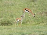 Ngorongoro Nationalpark - Thomsongazellen