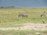 Ngorongoro Nationalpark - Zebras und Warzenschweine