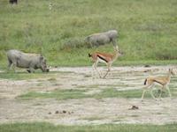 Ngorongoro Nationalpark -  Warzenschweine und Thomsongazellen