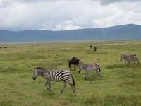 Ngorongoro Nationalpark - Zebras und Gnus