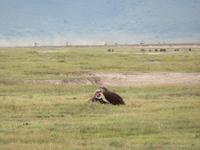 Ngorongoro Nationalpark - Ohrengeier