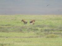 Ngorongoro Nationalpark - Löwen und  in der Ferne