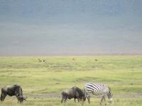 Ngorongoro Nationalpark - Löwe und Schakal in der Ferne