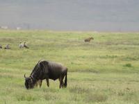 Ngorongoro Nationalpark - Geier und Hyäne in der Ferne