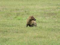 Ngorongoro Nationalpark - Tüpfelhyäne