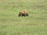 Ngorongoro Nationalpark - Tüpfelhyäne