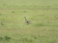 Ngorongoro Nationalpark - Großtrappe