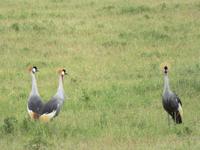 Ngorongoro Nationalpark - Kronenkraniche