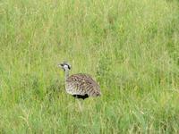 Ngorongoro Nationalpark - Schwarzbauchtrappe
