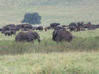 Ngorongoro Nationalpark - Elefanten und Büffel
