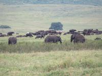 Ngorongoro Nationalpark - Elefanten und Büffel
