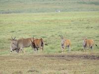 Ngorongoro Nationalpark - Grantgazellen