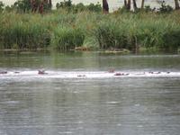 Ngorongoro Nationalpark - Hippos