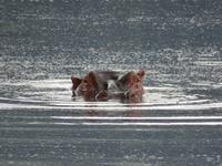 Ngorongoro Nationalpark - Nilpferd (Hippo)