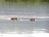 Ngorongoro Nationalpark - Nilpferde (Hippos)