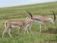 Ngorongoro Nationalpark - Grantgazelle