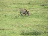 Ngorongoro Nationalpark - Warzenschwein