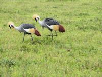 Ngorongoro Nationalpark - Kronenkraniche
